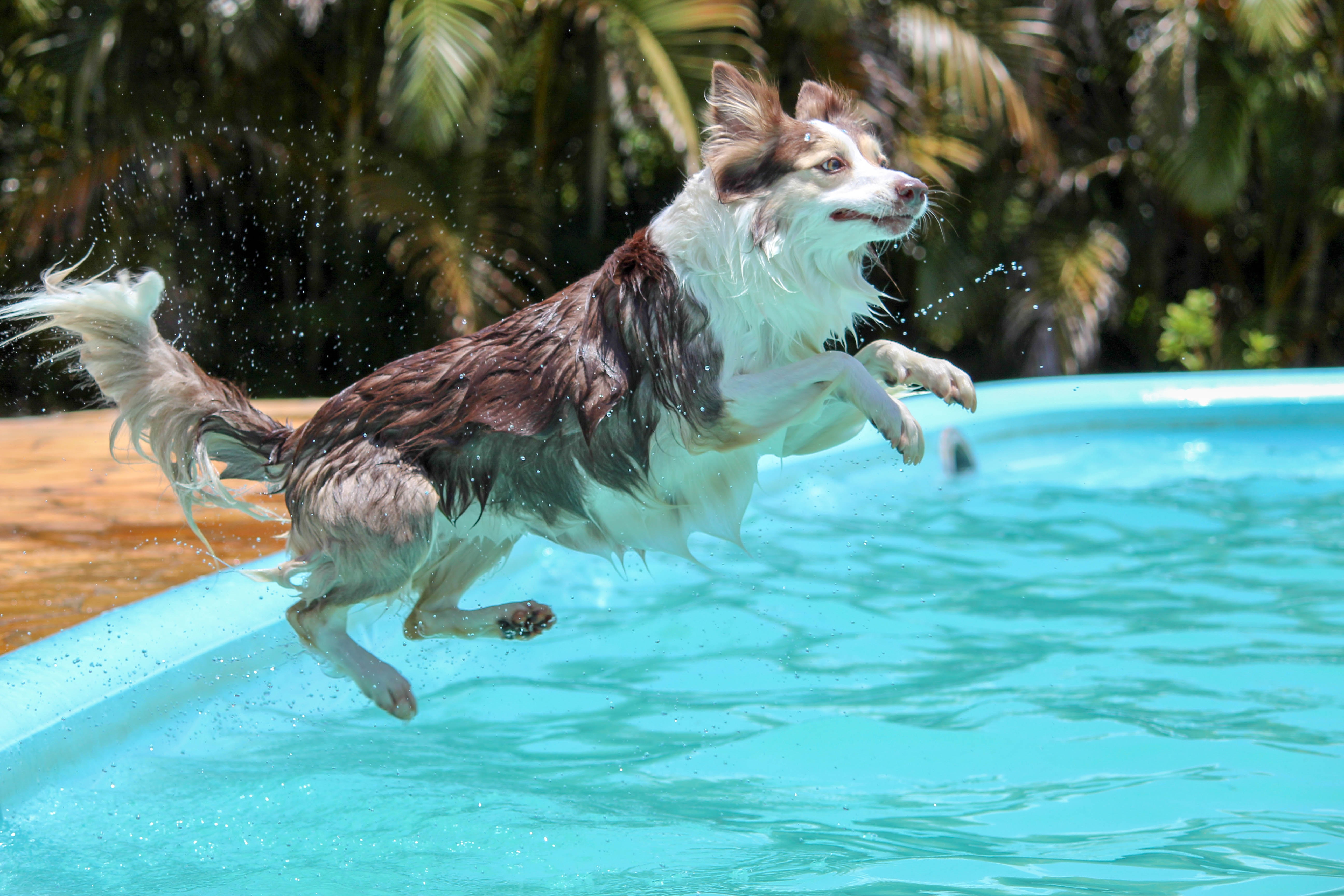 Imagen perro bañándose en una piscina