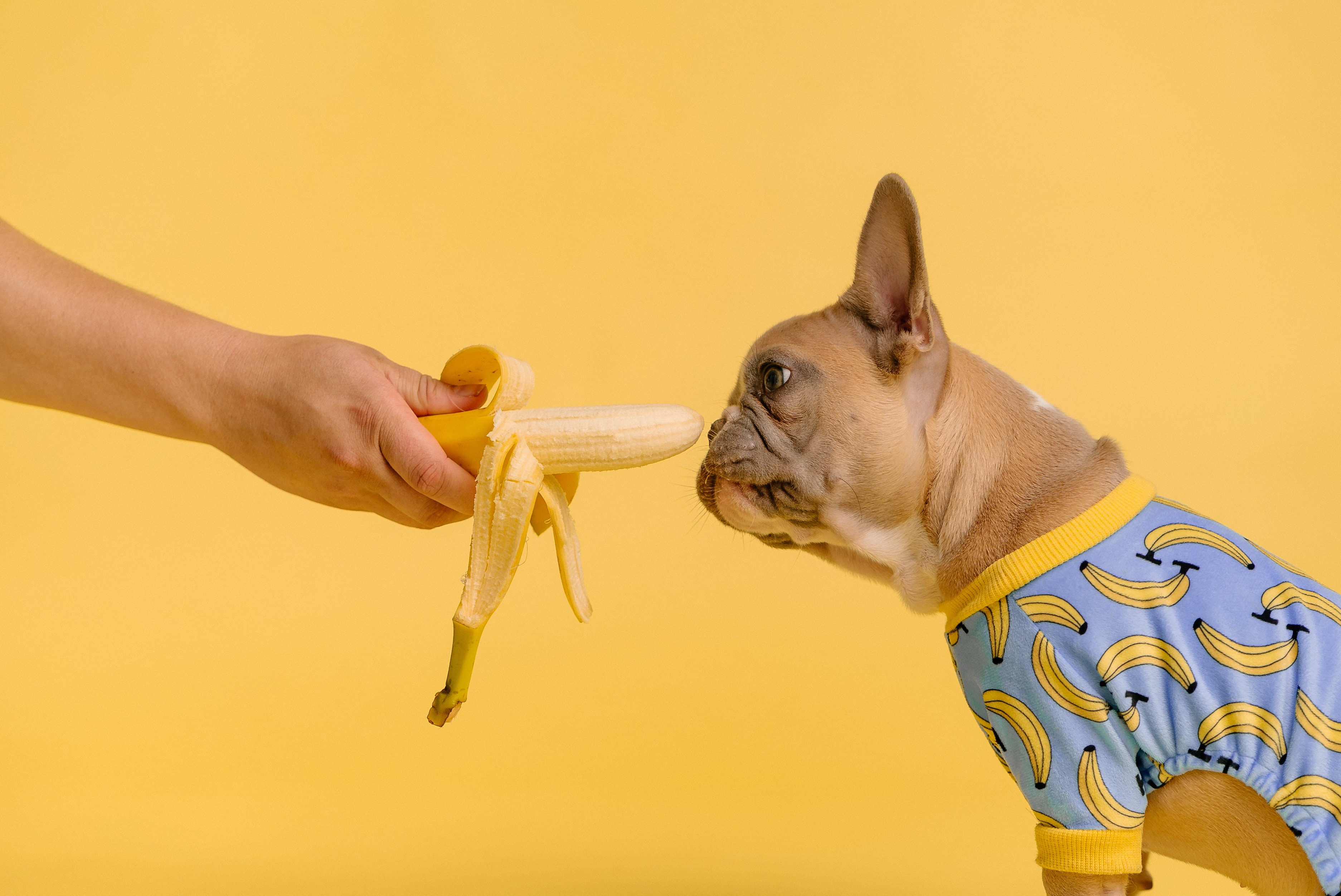 Imagen perro oliendo un plátano