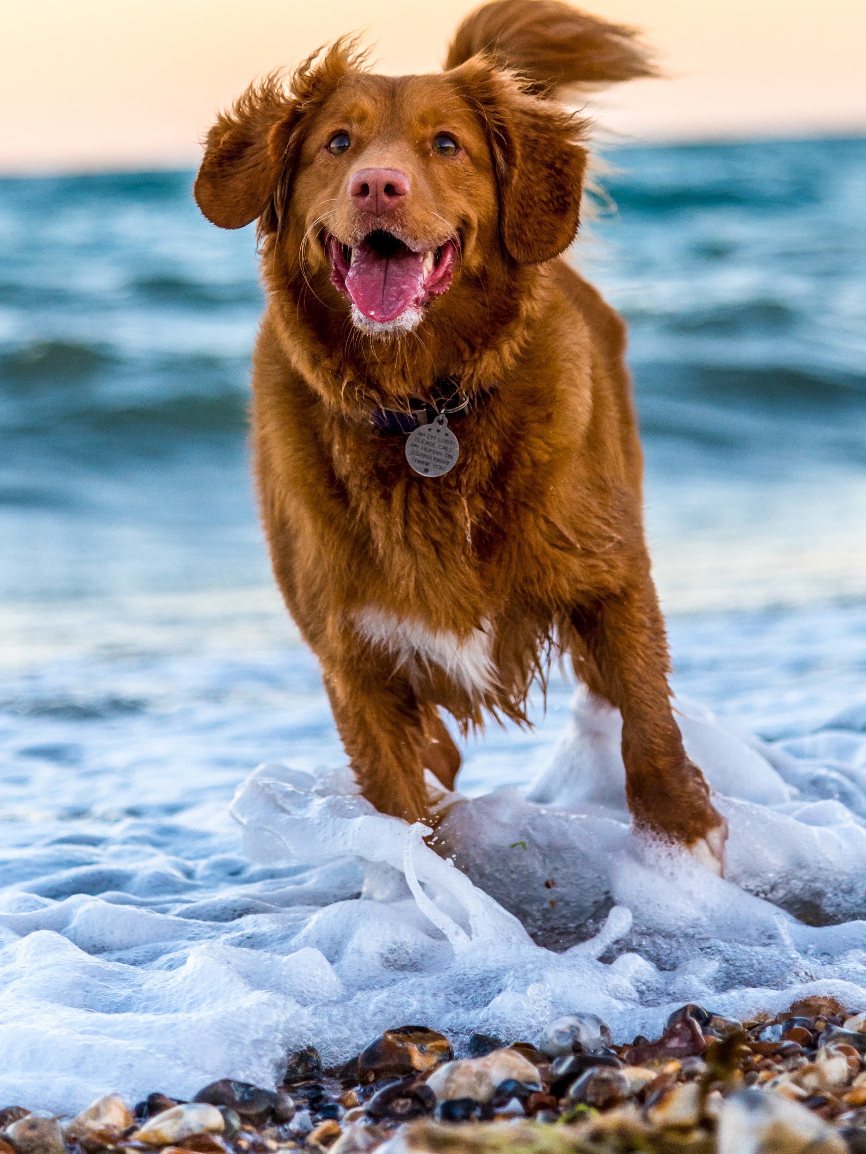 Imagen perro en la playa