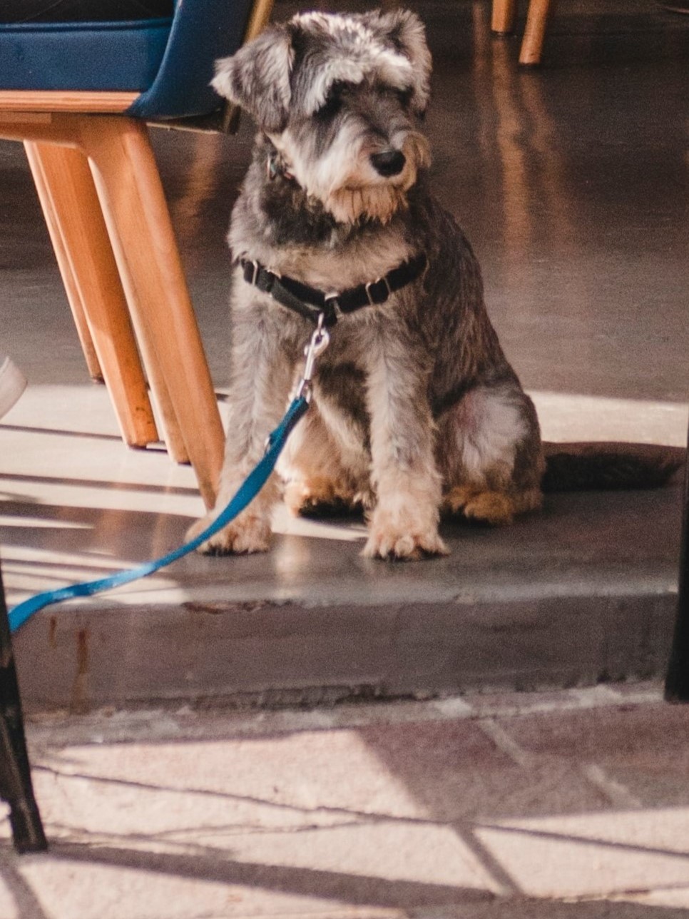Imagen perro en cafetería