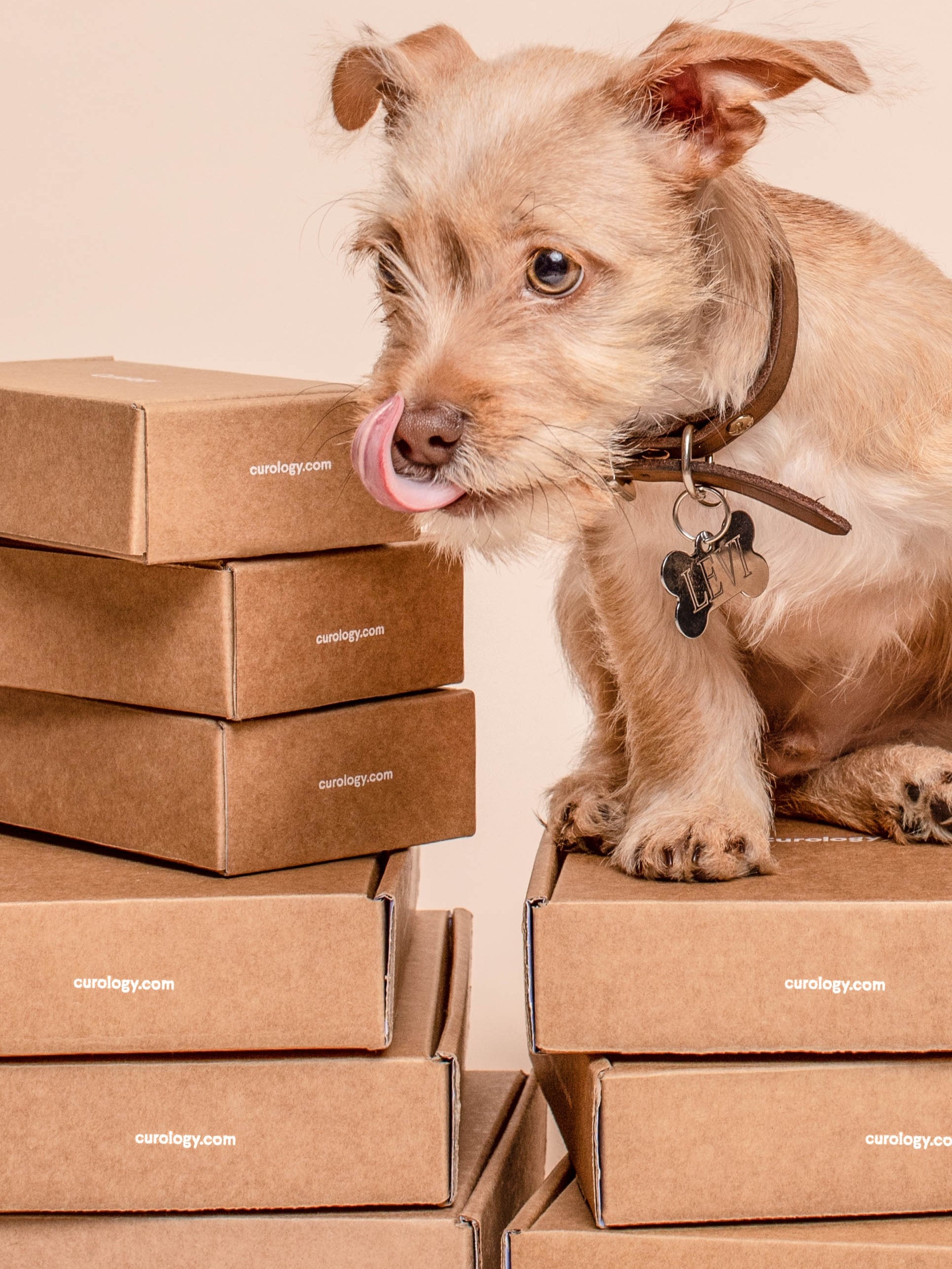 Imagen perro con cajas